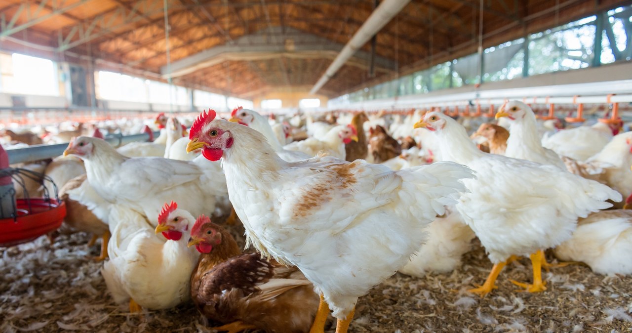 Ponad 17 tys. kur do utylizacji. Groźna choroba na Pomorzu
