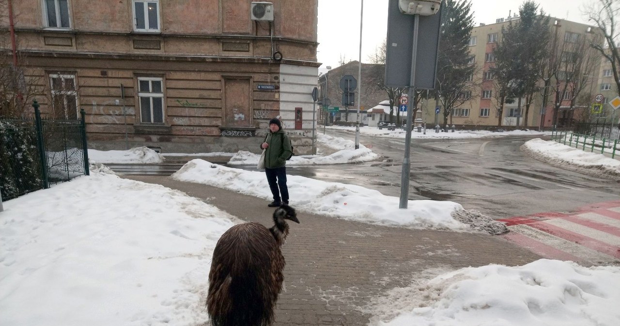 Egzotyczny pieszy w Przemyślu. "Coraz większe te gołębie"