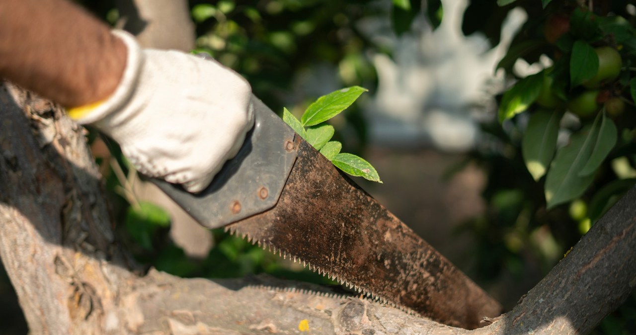 Wycinka drzew na własnej działce. Pomyłka może być kosztowna