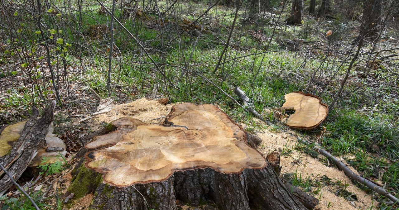 337-letnia jodła wycięta w Puszczy Karpackiej. Aktywiści alarmują