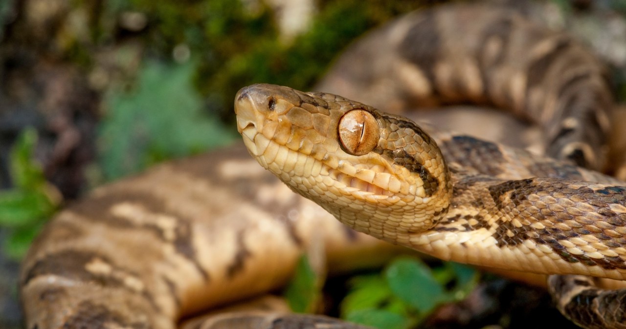 2,5-metrowy boa dusiciel uciekł z terrarium. Służby apelują do mieszkańców