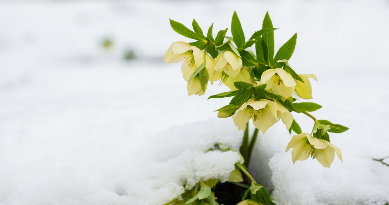 Od godz. 16:03 można wypatrywać wiosny. Dziś najkrótszy dzień w roku