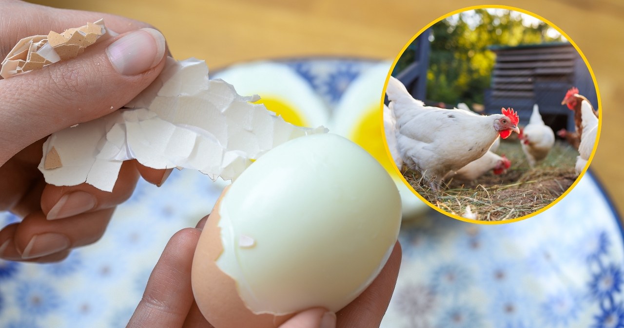 "Złote jaja" polskiego eksportu. Jesteśmy w ścisłej czołówce