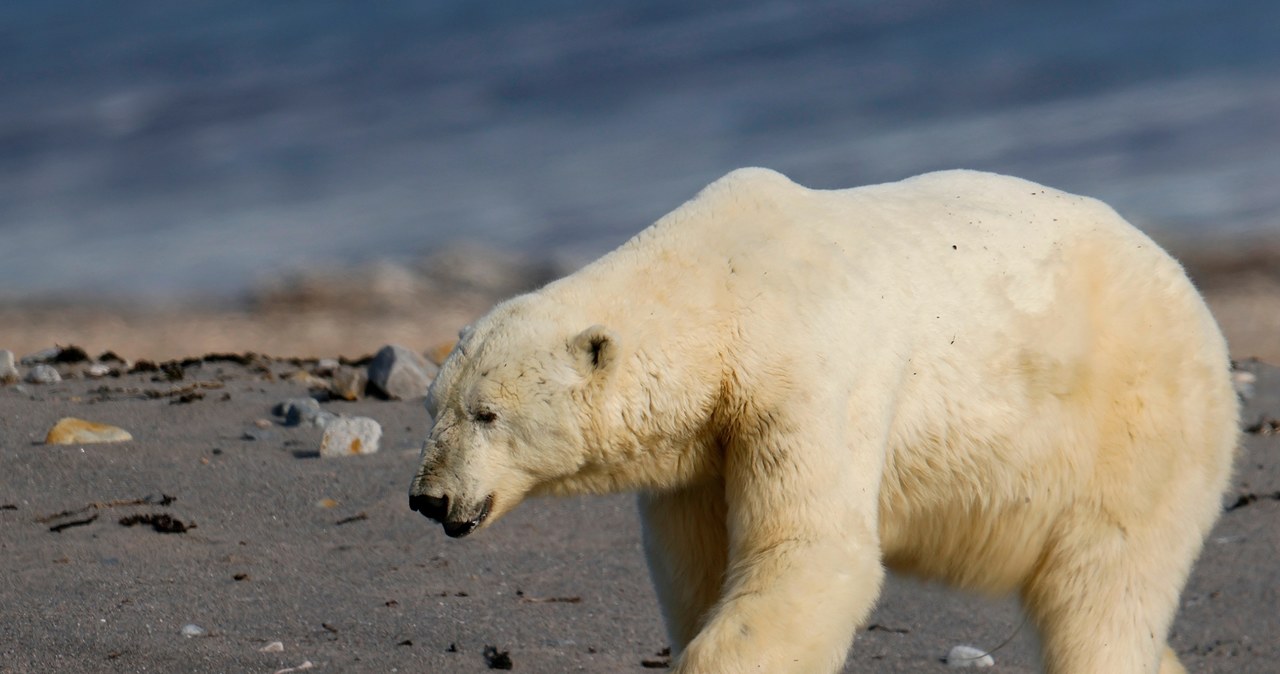 Mieszkańcy byli przerażeni. Niedźwiedzia polarnego trzeba było odstrzelić