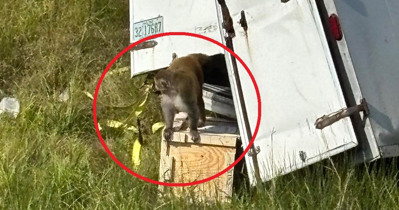Agresywne małpy uciekły z rozbitej ciężarówki. Są zarażone śmiertelnymi wirusami?
