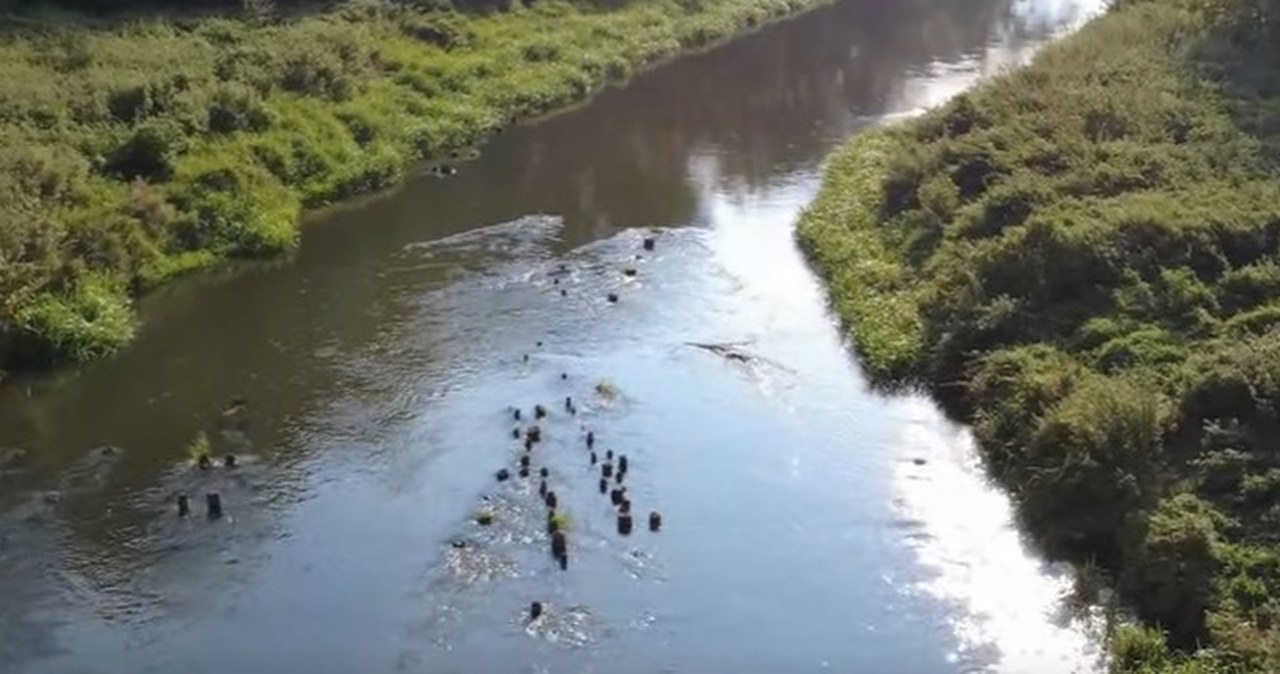 Niezwykłe odkrycie. To fragmenty mostu, po którym miały przejść oddziały Kościuszki