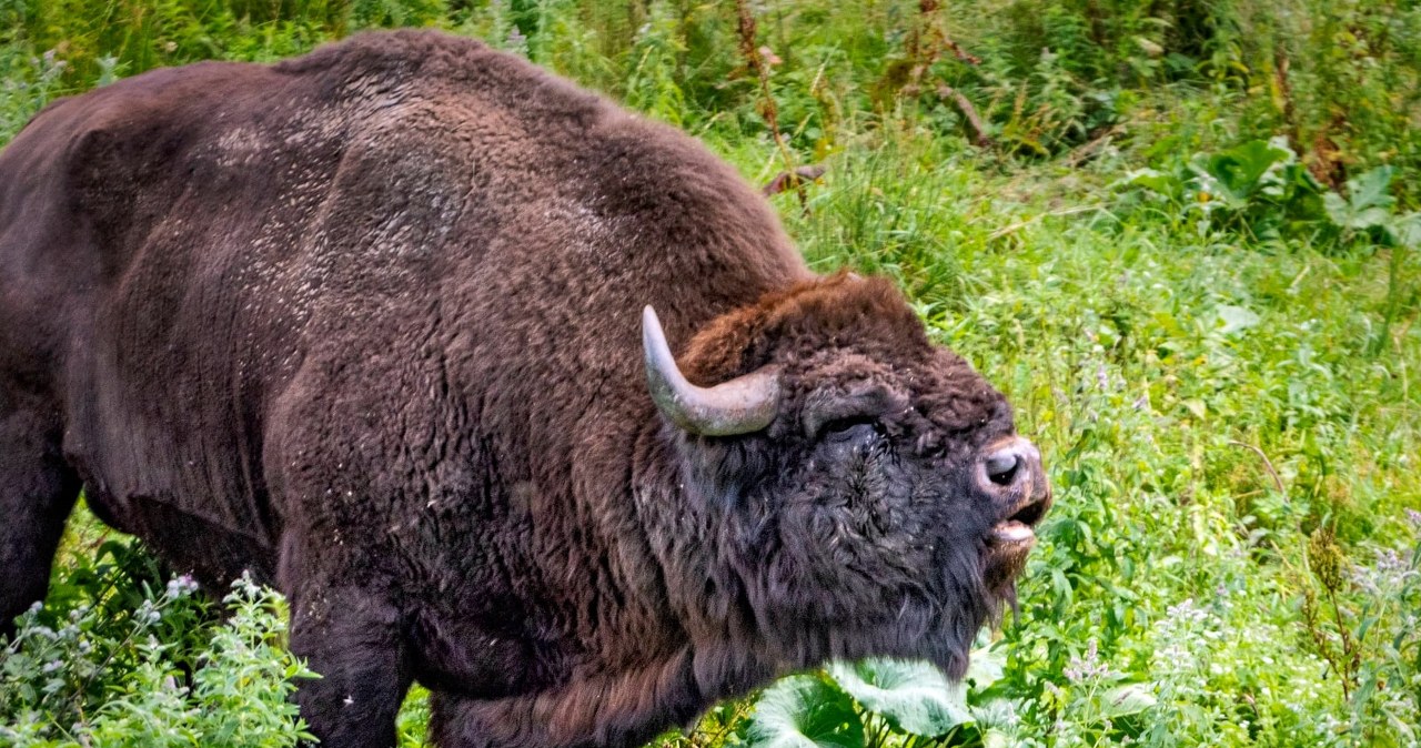 Żubr padł, sześć osób pod nadzorem sanepidu. Podejrzenie choroby zakaźnej
