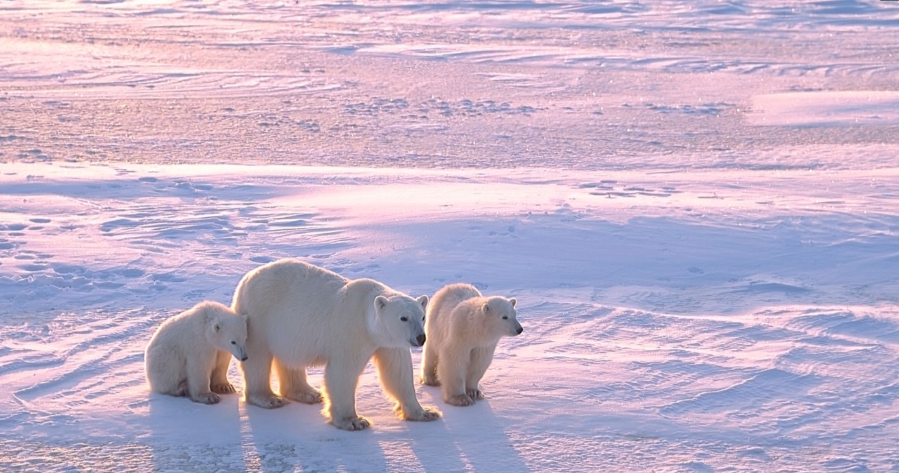 Cud polarny. Naukowcy zachwyceni niespodziewaną adopcją
