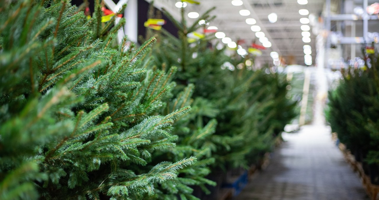​Ile kosztuje choinka w 2025 roku? Aktualne ceny drzewek w Polsce