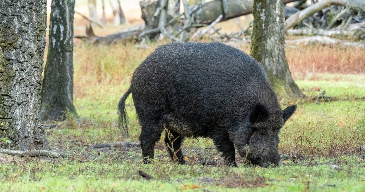 Martwy dzik z ASF: Jest decyzja powiatowego lekarza weterynarii