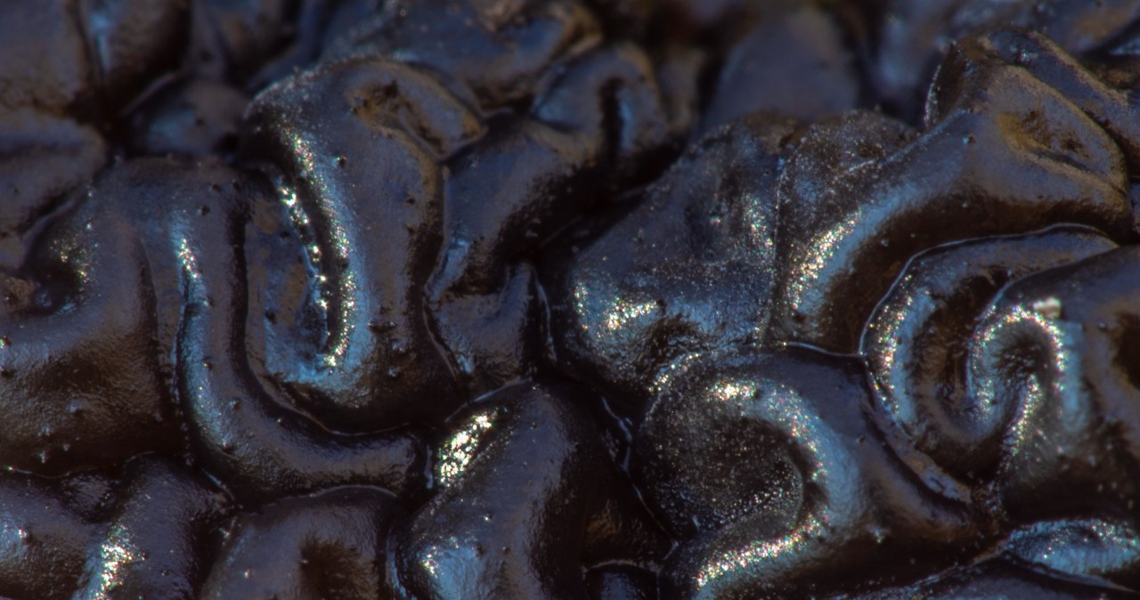 Tajemniczy grzyb, który przypomina ludzki mózg