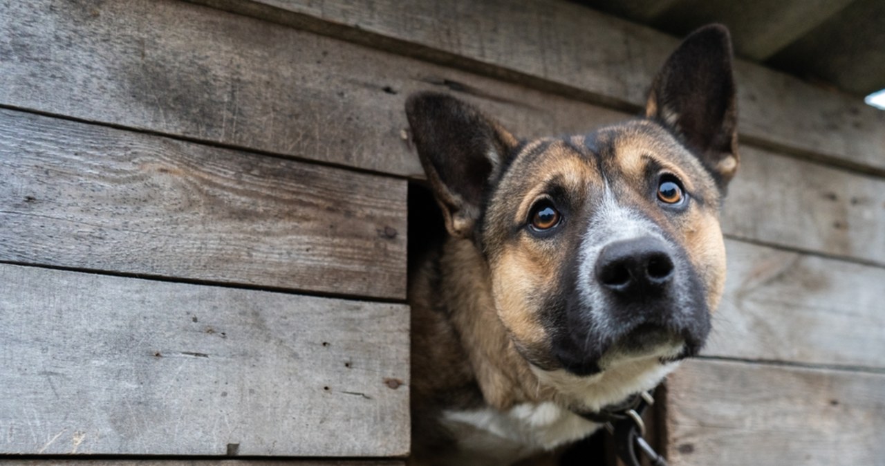 Psy uwolnione z łańcuchów? Nowe przepisy na finiszu prac w Sejmie