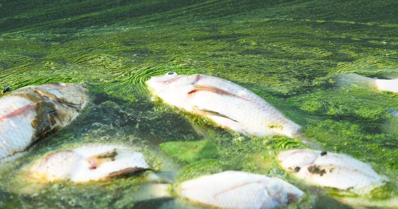 Alarm na zalewie Stańków. Wyłowiono tysiące martwych ryb