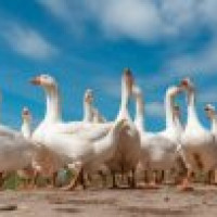 Niemcy blokują w UE polską gęś. Ważny certyfikat pod znakiem zapytania. Ustalenia RMF FM