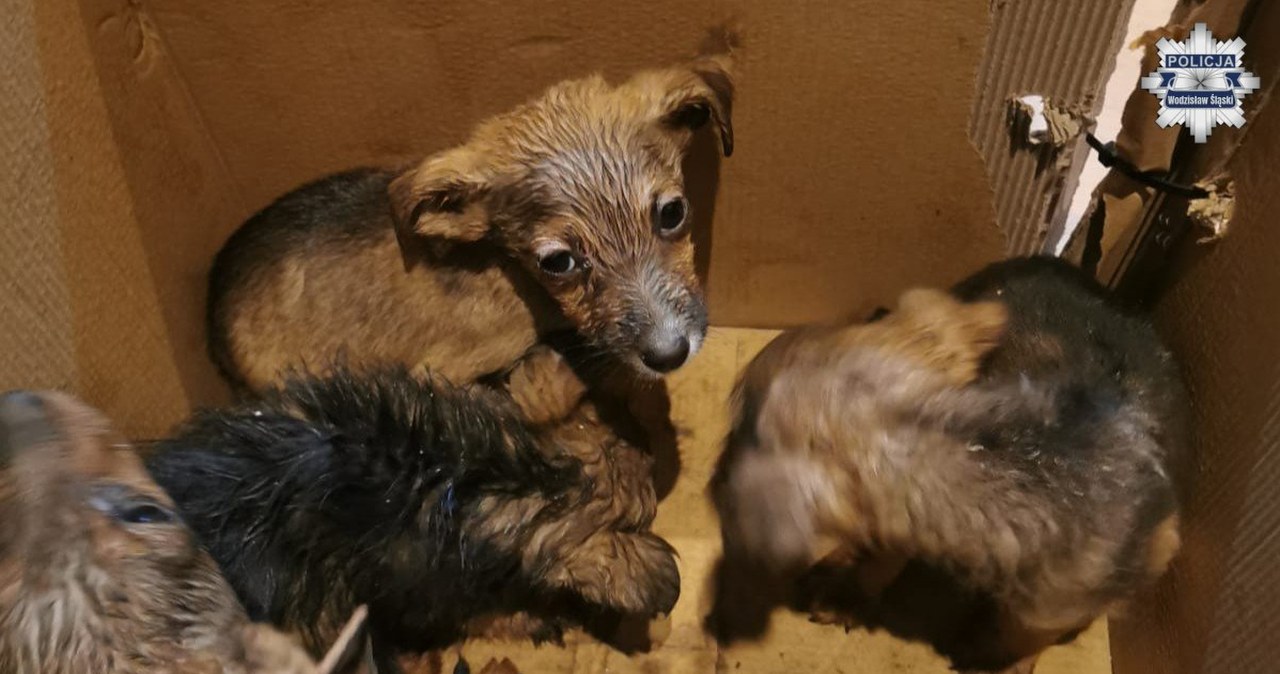 Porzucone szczenięta w lesie. Policja szuka sprawcy