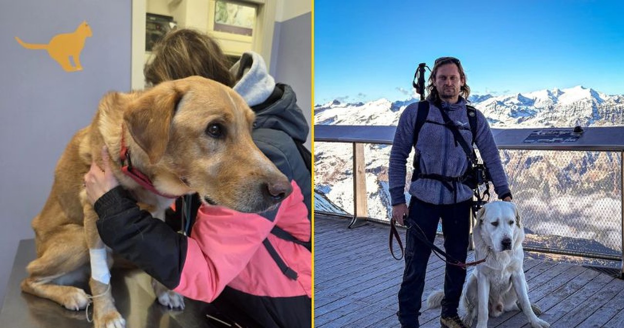 ​Udało się odnaleźć Pirata. To pies zaginionego we Włoszech Polaka