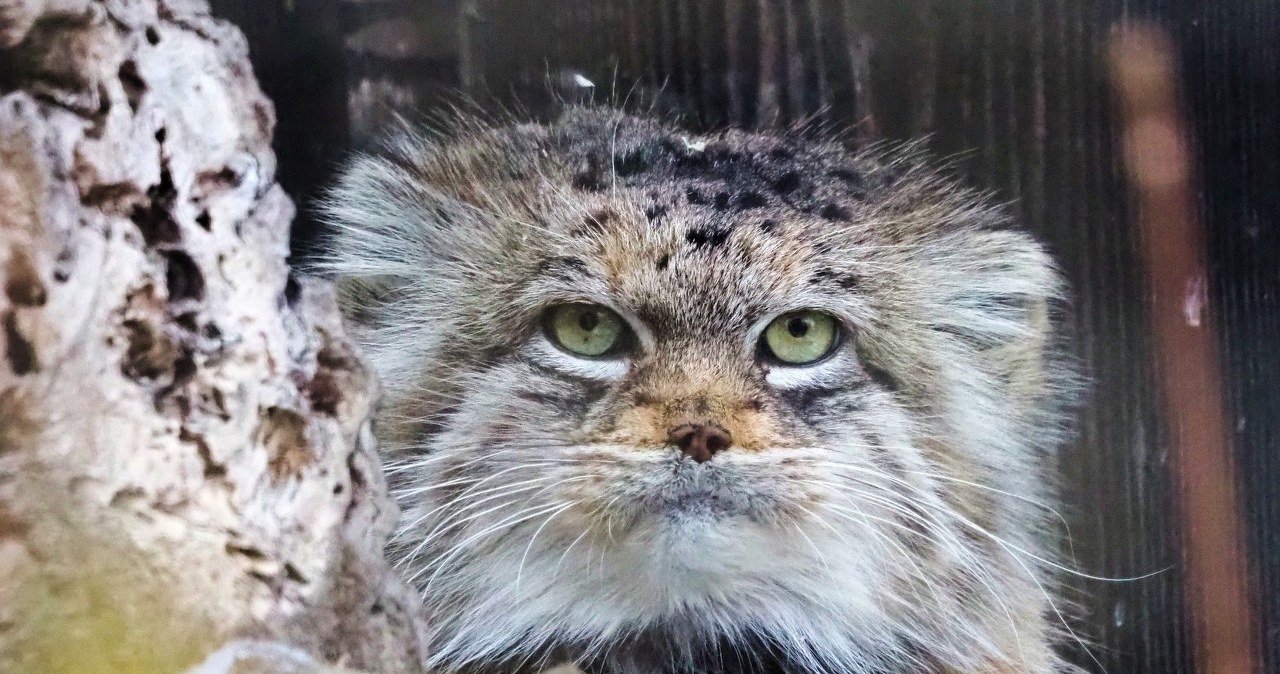 Oto Zwierzak Roku 2025 warszawskiego zoo. Poznajcie manulkę Jessie