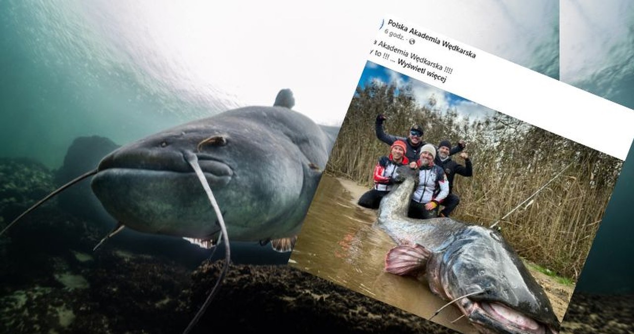 "Łeb jak sklep, prawdziwy potwór". Sum złowiony w Rybniku pobił rekord świata