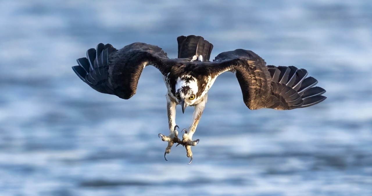 Jaja w nadleśnictwie. Trzy rzadkie ptaki wywołują sensację