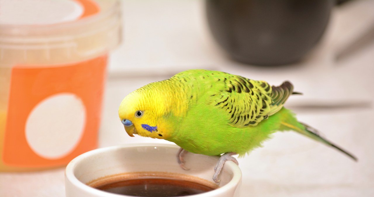 "Miłośniczka" cudzej kawy wzięła gości lokalu podstępem. Na miejsce wezwano policję