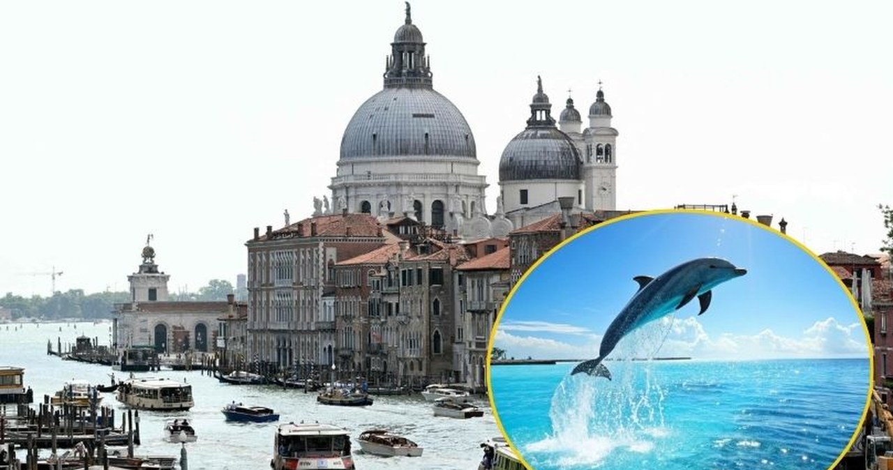 ​Niespodziewany gość w weneckich wodach. "Nie podpływać. Nie karmić!"