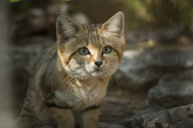 Jedyni w Polsce! Gdańskie zoo chwali się wyjątkowymi narodzinami