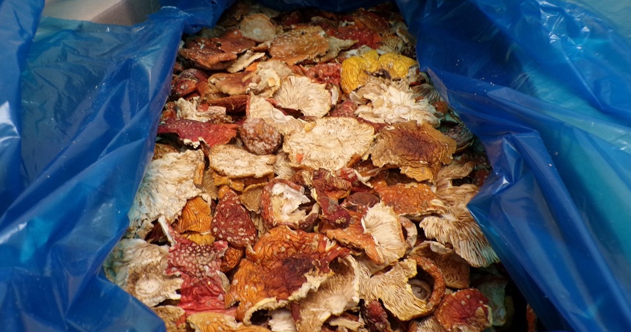 Czerwone muchomory z Ukrainy. Udaremniony przemyt na polskiej granicy