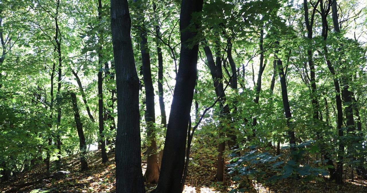 Drzewa padają, furtki się zamykają. Koniec spacerów po rezerwacie Skarpa Ursynowska