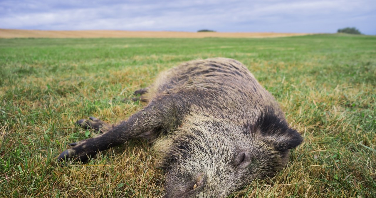 Łódzkie: Wojska Obrony Terytorialnej i weterynarze odnaleźli 10 martwych dzików