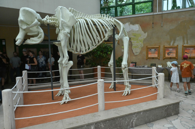Wielki i wydrukowany w 3D. Szkielet legendy w warszawskim zoo