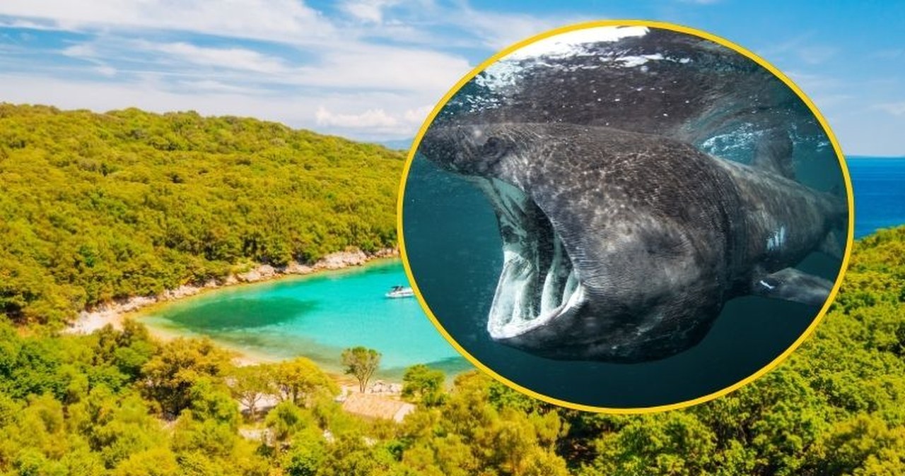 Najpierw w wodach Adriatyku pojawił się cień. Gigantyczny rekin uchwycony na filmie