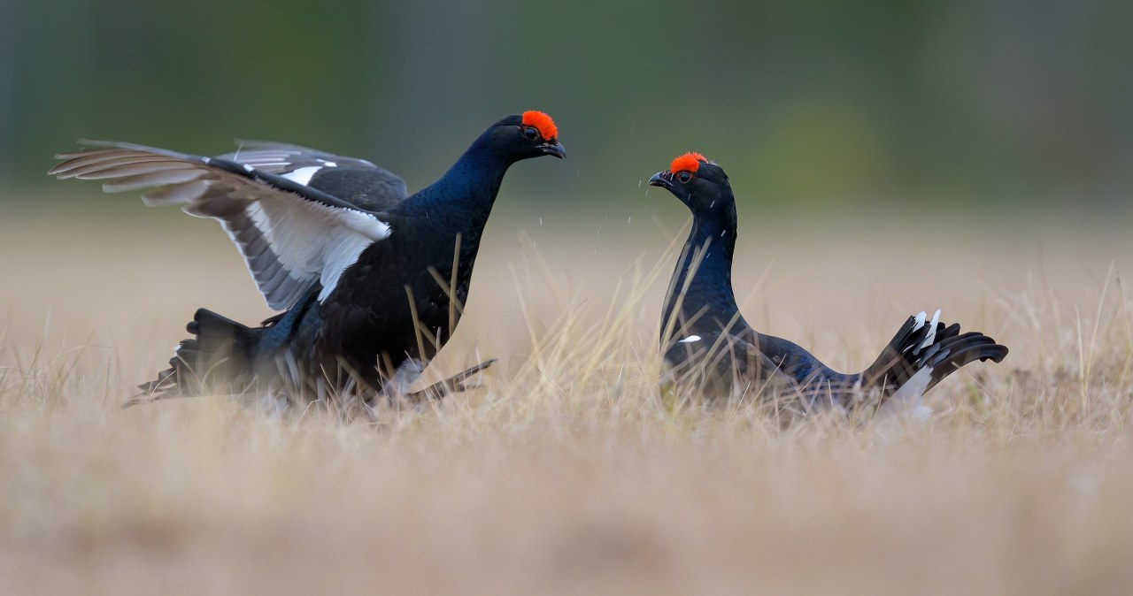 Cisza dla skrzydlatych mieszkańców Karkonoszy. Te szlaki są już zamknięte