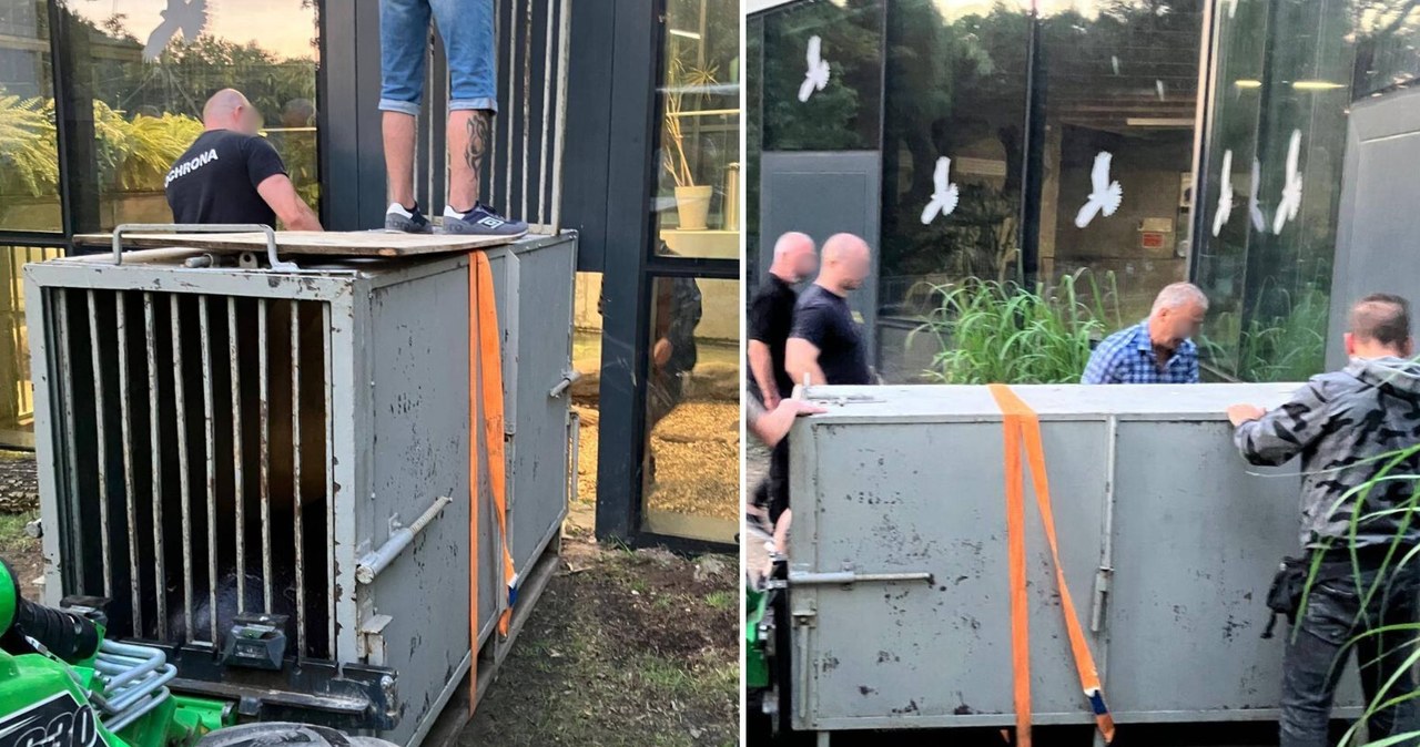 Nowy mieszkaniec krakowskiego zoo już jest sensacją. "Mega niespodzianka"