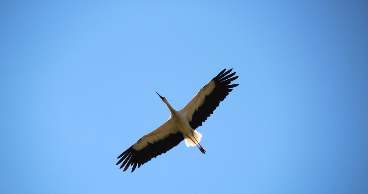 ​Bocian Krutek wraca do Polski. Słynny ptak jest już w Europie
