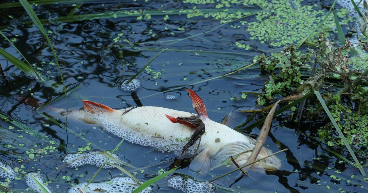 ​Katastrofa ekologiczna na Wkrze. Nie można korzystać z wody