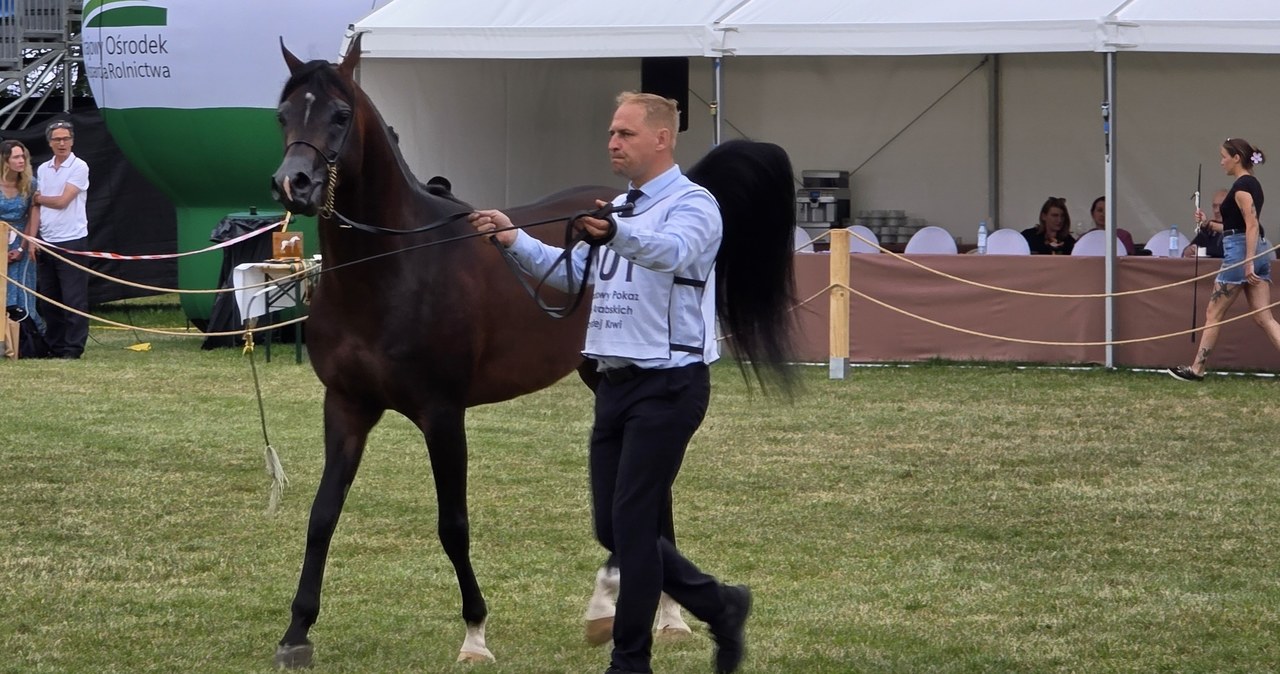 Janów Podlaski znów na ustach świata. 115 koni arabskich na pokazie
