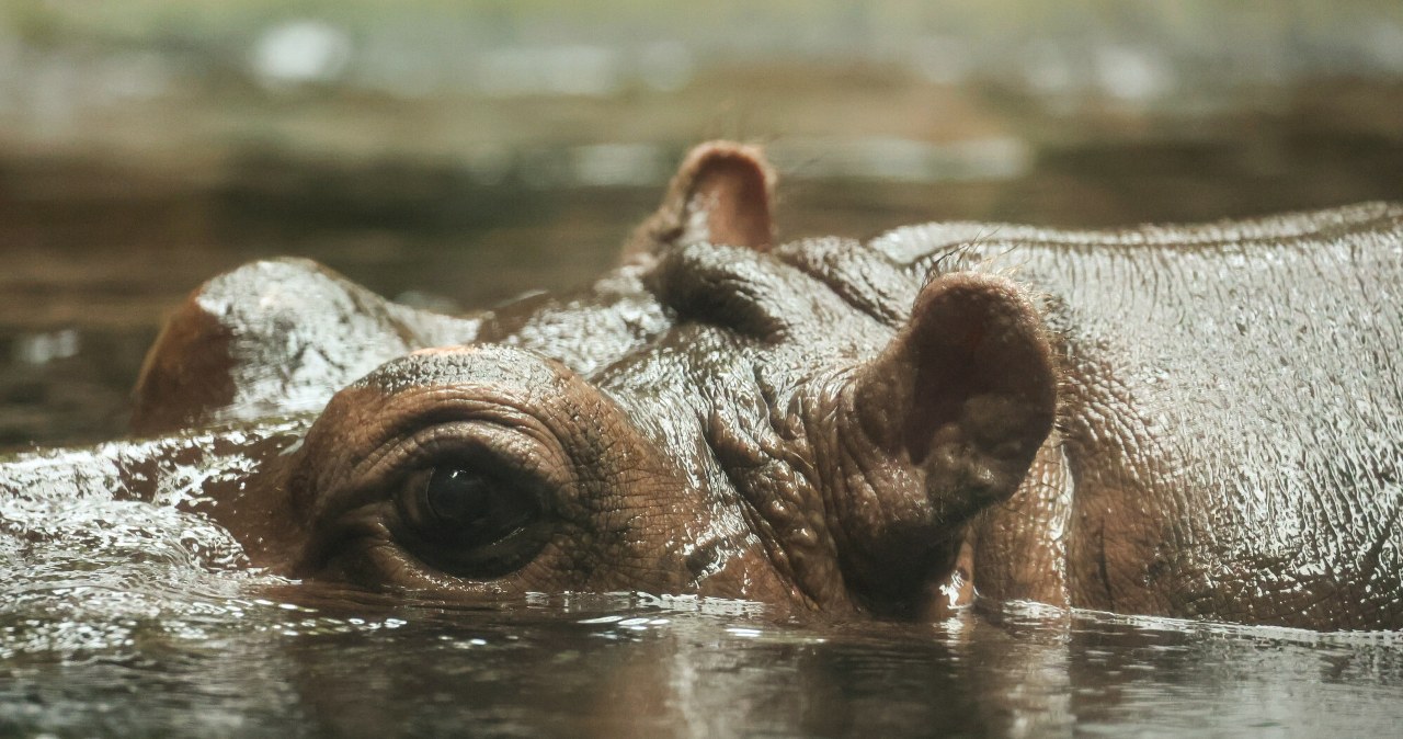 Nowe ceny biletów w warszawskim zoo. Zmiany już wkrótce