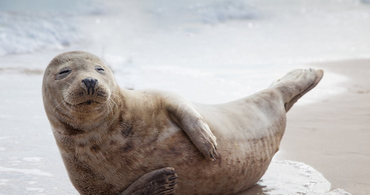 Młoda foka z plaży w Pobierowie trafi do Stacji Morskiej na Helu