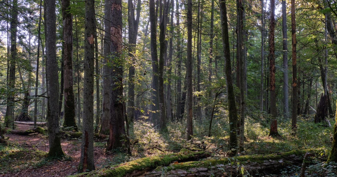 Zakaz wstępu do lasu. Niebezpieczne znaleziska mogą zagrażać turystom