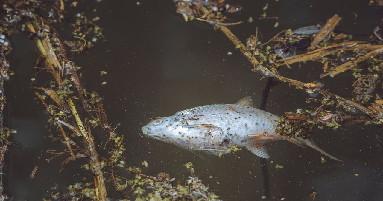 50 kg śniętych ryb wyłowionych z rzeki. Złota alga na Śląsku