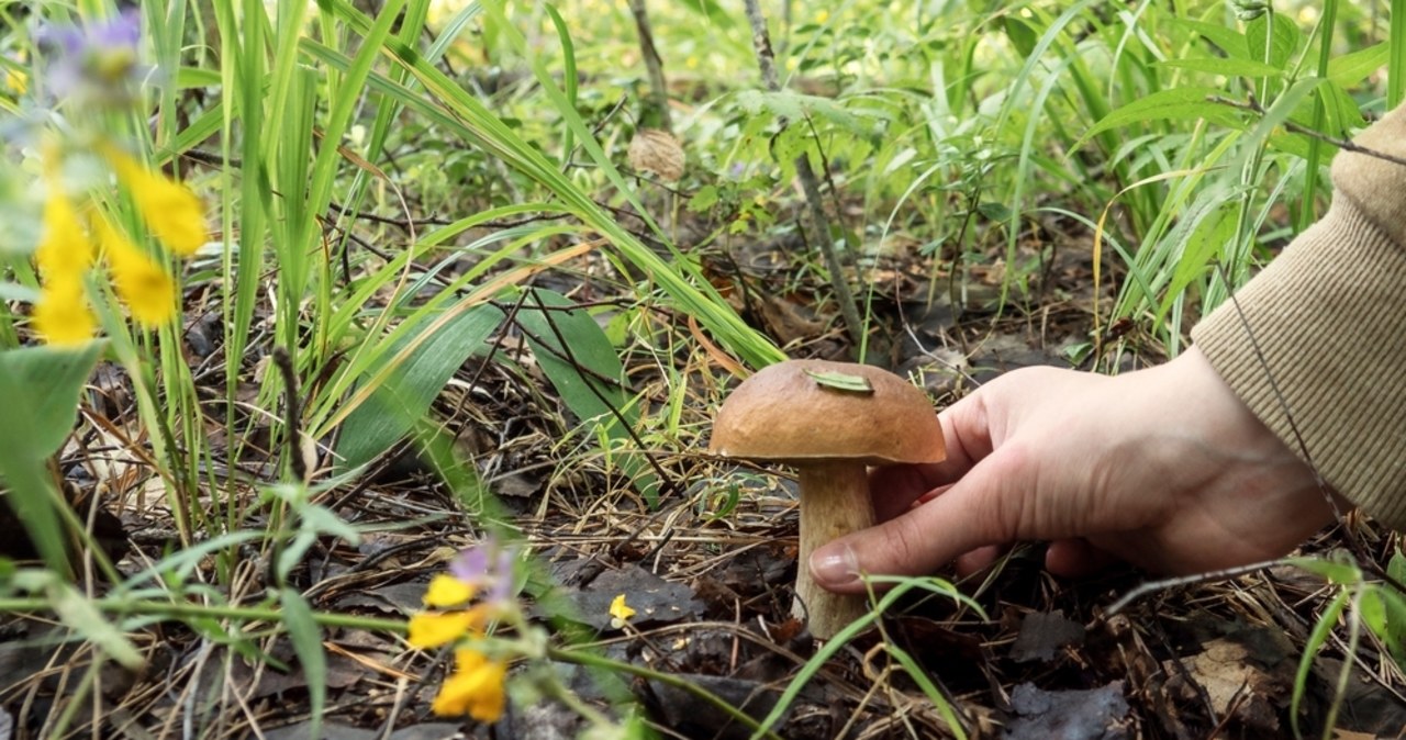 Zanim wyjdziesz na grzyby, musisz to wiedzieć