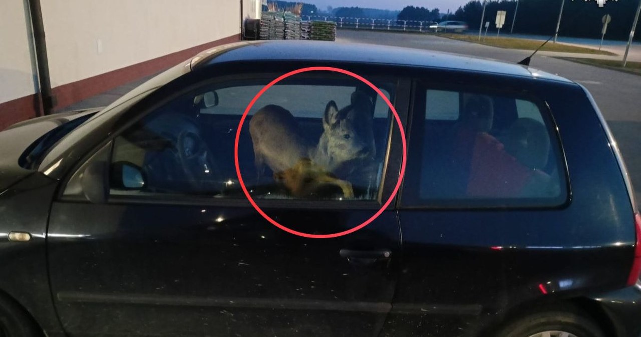 "Tego jeszcze nie widzieliśmy". Kobieta wiozła potrąconą sarnę... do pracy