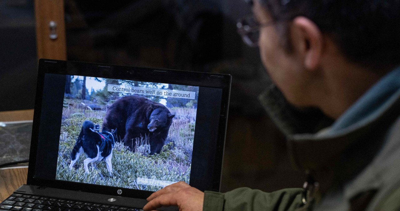 Japonia wysyła wojsko na niedźwiedzie. Bezprecedensowa fala ataków