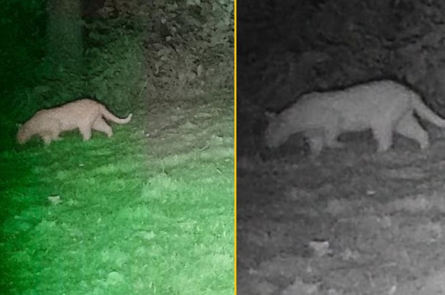 „Unikajcie spacerów, zwłaszcza po terenach leśnych”. Pilny apel gminy