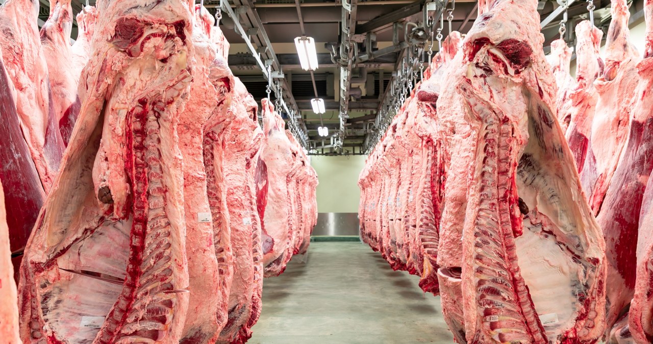 Australijska wołowina popłynie do Europy. Polski resort rolnictwa alarmuje