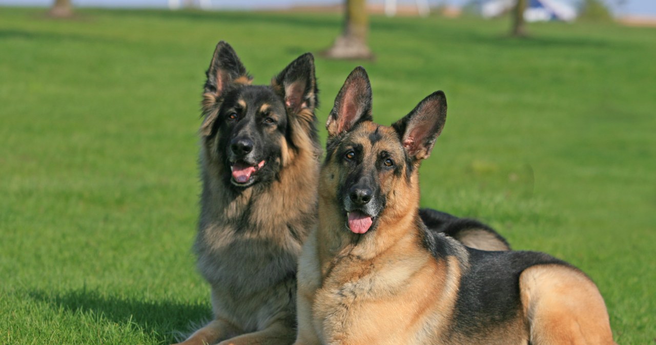 Psy zagryzły mężczyznę. Są wyniki sekcji zwłok