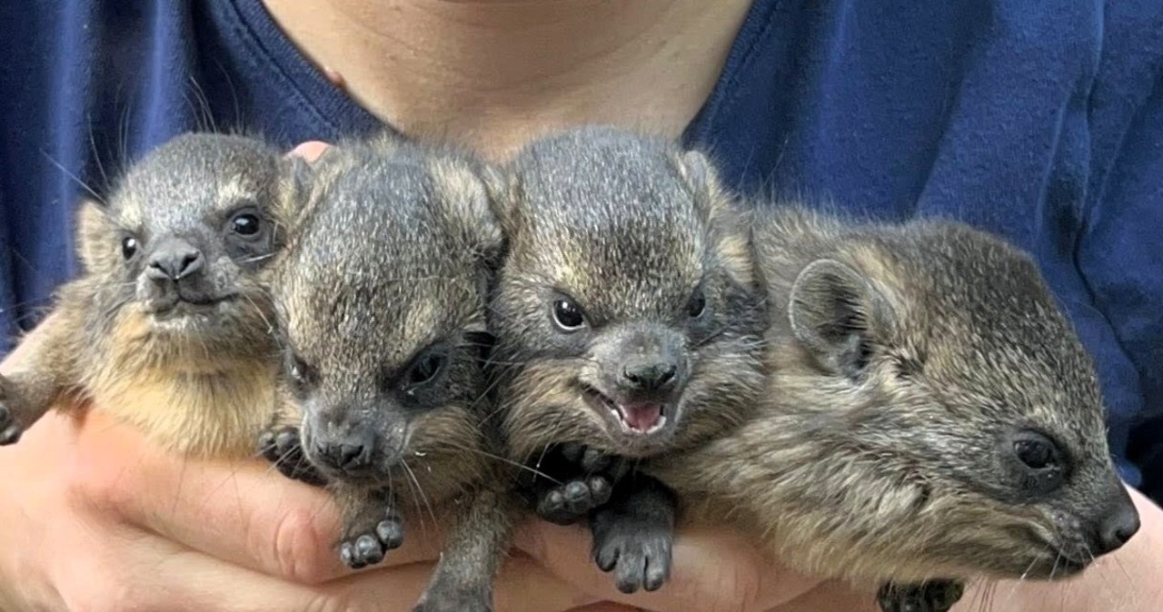 Nietypowi krewni słoni. Właśnie przyszli na świat