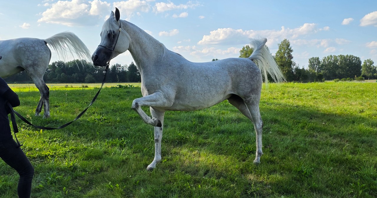 Najpiękniejsze konie w Janowie Podlaskim. Zobaczcie zdjęcia