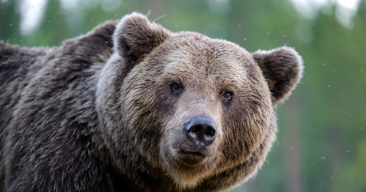 Był najlepszy w robieniu masy. Chunk wybrany najgrubszym niedźwiedziem