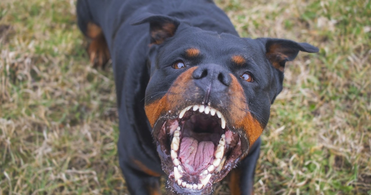 Strach przed agresywnymi psami koło Krakowa. Doszło do kolejnego ataku